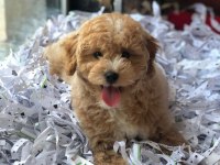 BAL KÜPÜ MALTİPOO MÜBAREK (uygun)