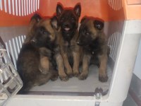 Günü gelen aşıları tam mükemmel malinois yavru köpekler