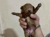TEACUP TOY POODLE BEBEKLERİM