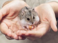 HAMSTER-GONZALES HER ZAMAN BULUNUR