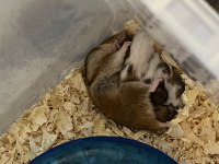 Yavru hamster sahiplendirmeler