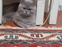 Kedilerimizi çiftleştirmek