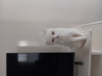 Ücretsiz sahiplendirilecek beyaz scottish fold