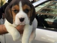 Beagle Yavrular