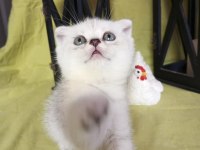 Scottish Fold 1 Dişi 1 Erkek 2.5 Aylık