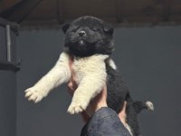 AMERİKAN AKİTA KÖPEĞİ