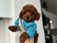 Toy Poodle Yavruları