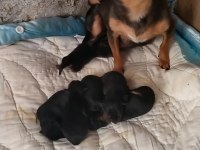Pinscher erkek dişi mevcuttur