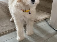 Pes eğitimli maltipoo