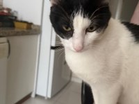 En keyifli vaktiniz kedimiz turşucukla geçecek