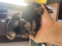 Safkan ırkının en iyisi yorkshire terrier