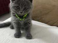 45 günlük erkek british shorthair kedisi