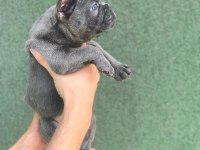 ÜST KALİTE BLUE FRENCH BEBEKLER