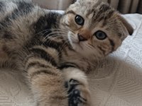 2 aylık scottish fold dişi kedimiz yuva arıyor