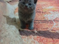 5 adet yavru british shorthair