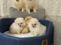 Pomeranian bebişlere ev sahipliği yapmak ister misiniz?