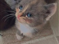 Scottish Fold Yavruları
