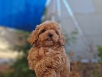 Maltipoo YAVRULARIMIZ ırk ve sağlık garantili
