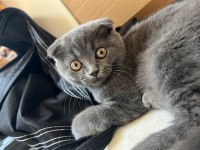 Scottish Fold Minnaklar