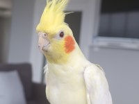 Satılık 5 Aylık Lutino Sultan Papağanı