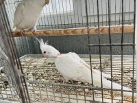 Albino sultan papağanı çift takım