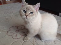 British shorthair blue point (mavi gözlü yavru)