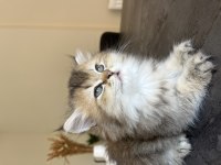 British Longhair Uzun Tüylü Yavru