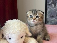 Beyaz Ve Golden Eğik Kulaklı Tatlı Scottish Fold Yavrularım