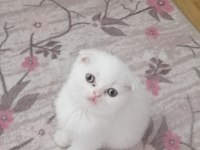 Beyaz Scottish Fold Yavru