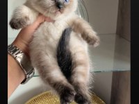 SAFKAN AYI SURATLI MAVİ GÖZ YAVRU KEDİLERİMİZ