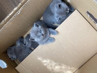 Orijinal Irk Scottish Fold