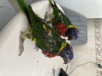 Yavru Gökkuşağı Lori Papağanım