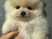75 günlük erkek pomeranian