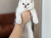 Safkan British Shorthair Yavrularım
