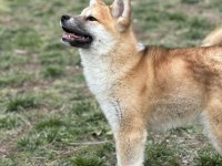 SCR’Lİ MUHTEŞEM JAPON AKİTA YAVRUMUZ