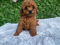Toy poodle yavruları