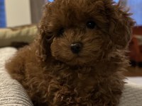 Mükemmel toy poodle köpeği