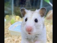 Isırma Yapmayan Yavru Hamster En Uygun Bizde