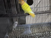 Cennet ve Sevda Papağanı