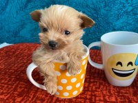 Cep Boy Maltipoo Yavrular
