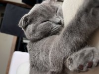 Scottish fold 4 aylık