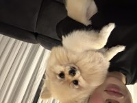 Pomeranian en küçük boy erkek