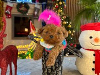 Minnoş maltipoo bebeklerimiz