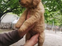 İki aylık golden retriever yavrular