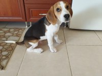 4 aylık safkan beagle