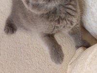 GRİ LİLAC DİŞİ ERKEK YAVRU KEDİLERİMİZ