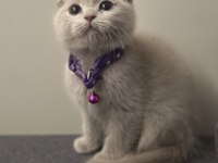 Safkan Scottish Fold Bebekler
