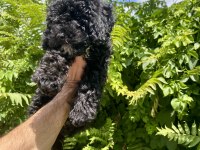 Çok Sevimli ve Oyuncu Black Poodle Yavrumuz