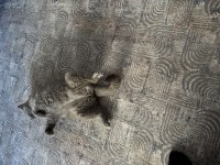 Yakışıklı erkek kedim oğlum Duman
