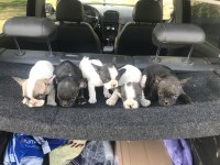 55 günlük french bulldog yavrularım Balıkesir altınoluk